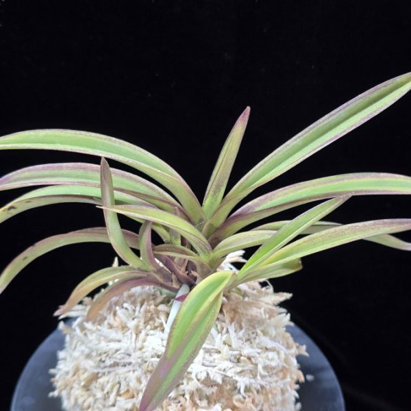 수홍 琇紅 Suhong