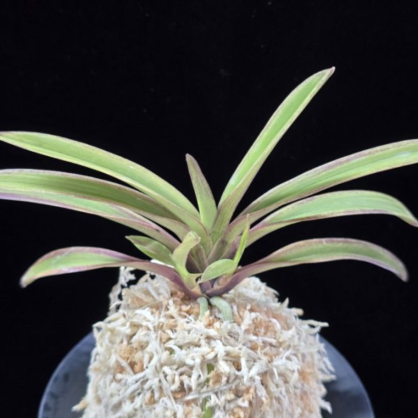 수홍 琇紅 Suhong