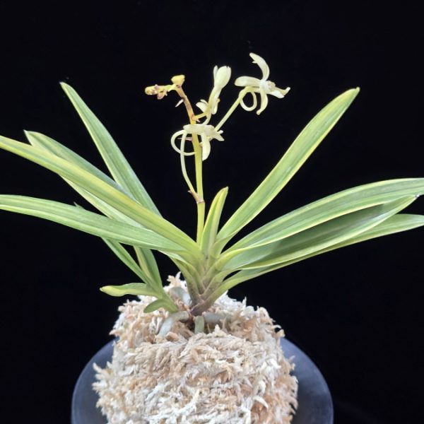 금강금 金剛錦 Kongou Nishiki