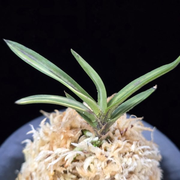 고도지설 古都之雪 Koto no yuki