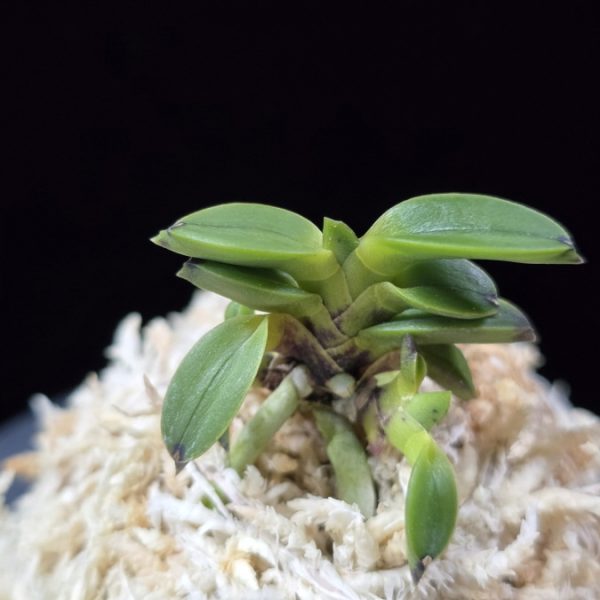 두영충 豆鈴虫 Mame Suzumushi