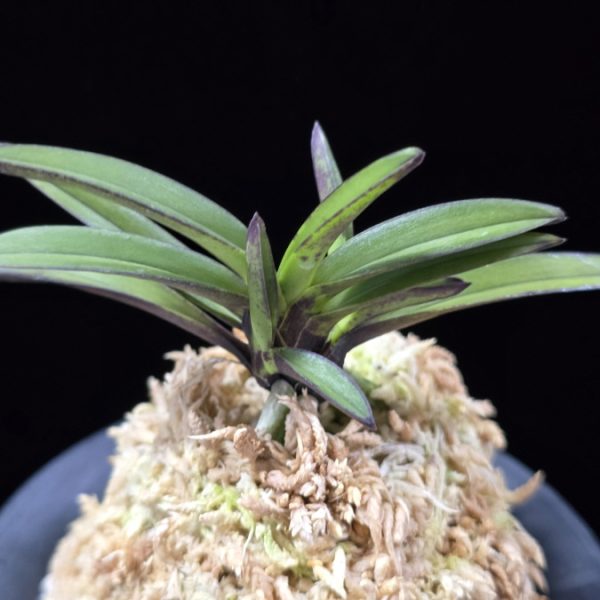 앵숙매 鶯宿梅 Oushukuume