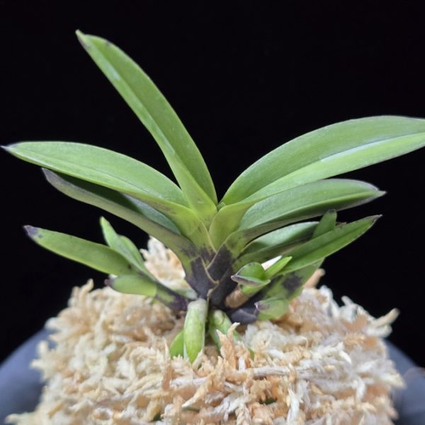 앵숙매 鶯宿梅 Oushukuume