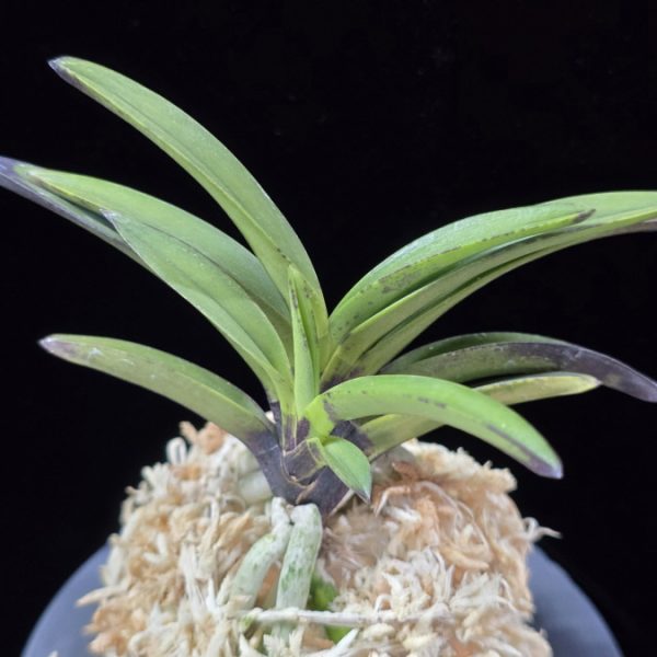 앵숙매 鶯宿梅 Oushukuume