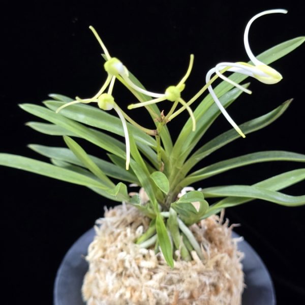 삼각산 三角山(曼珠沙華) Manjushage (3 spur)