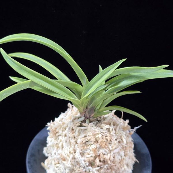 설중송 雪中松 Seoljungsong (Secchusho)