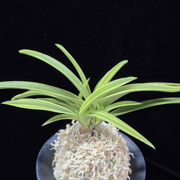 설중송 雪中松 Seoljungsong (Secchusho)