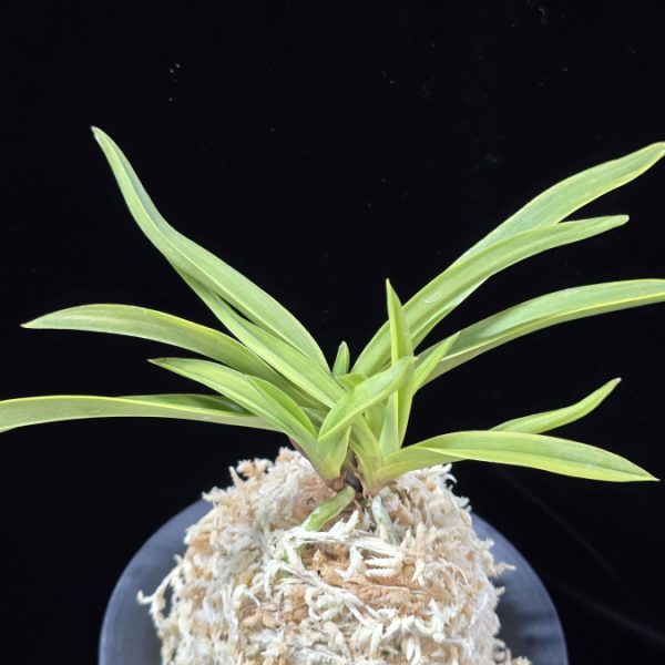 설중송 雪中松 Seoljungsong (Secchusho)