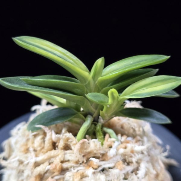 대마금 對馬錦 Tsushima nishiki (Tsushima Ryokuho shima)