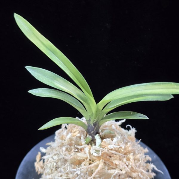 음풍호호 吟風虎縞 Ginfu Tora Shima