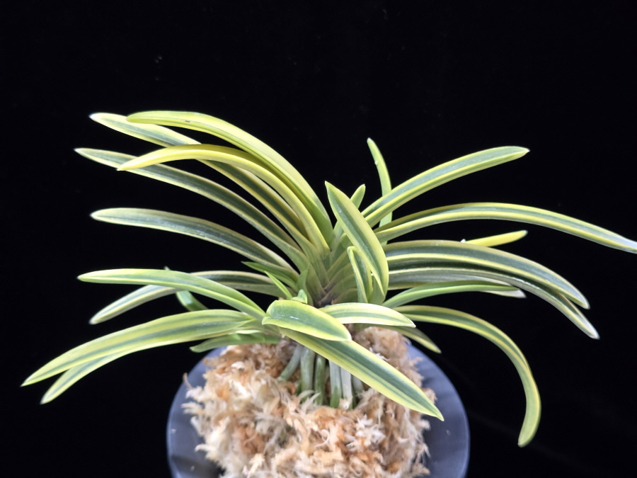 비금 羆錦 Higuma Nishiki 비금 羆錦 Higuma Nishiki