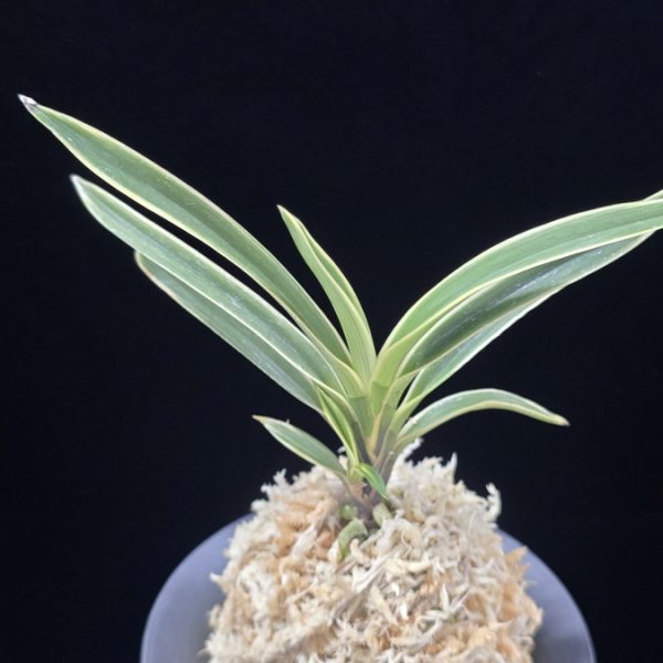 수백 琇白 Subaek