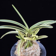 부귀전 富貴殿 Fukiden