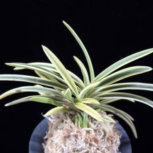 부귀전 富貴殿 Fukiden