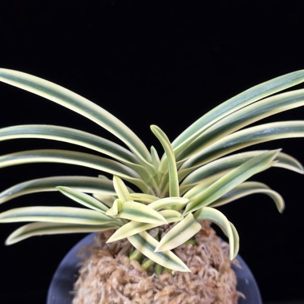 부귀전 富貴殿 Fukiden