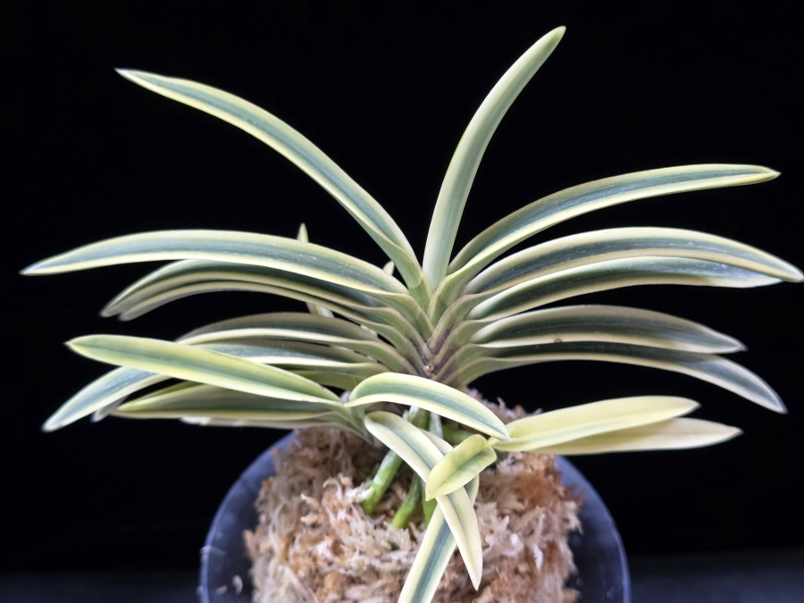 부귀전 富貴殿 Fukiden 부귀전 富貴殿 Fukiden