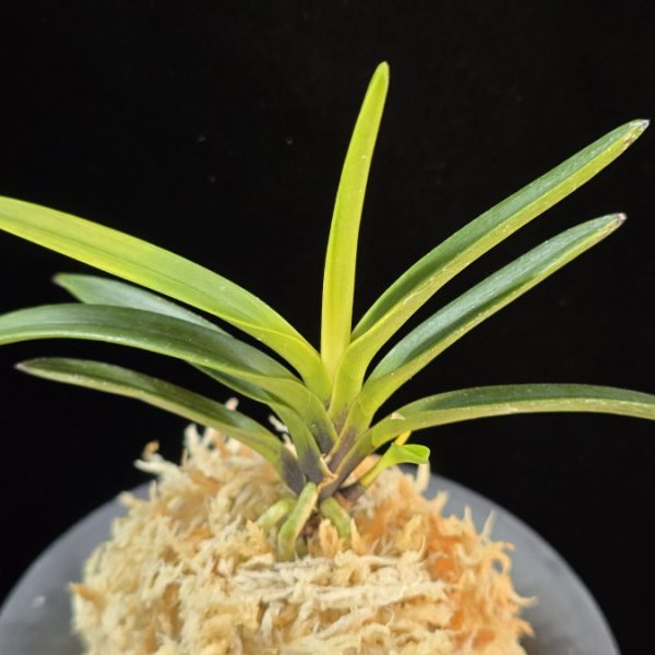 금모단 金牡丹 Kinbotan (Ruby root)