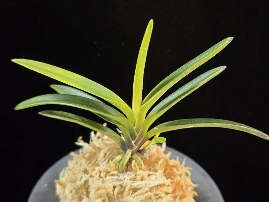 금모단 金牡丹 Kinbotan (Ruby root) 금모단 金牡丹 Kinbotan (Ruby root)