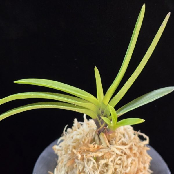 금모단 金牡丹 Kinbotan (Ruby root)