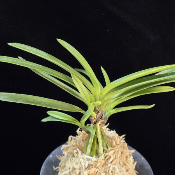 금모단 金牡丹 Kinbotan (Ruby root)