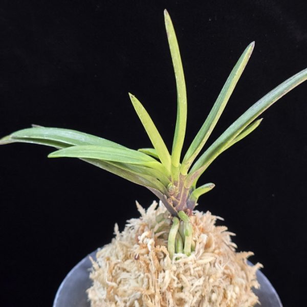 금모단 金牡丹 Kinbotan (Ruby root)