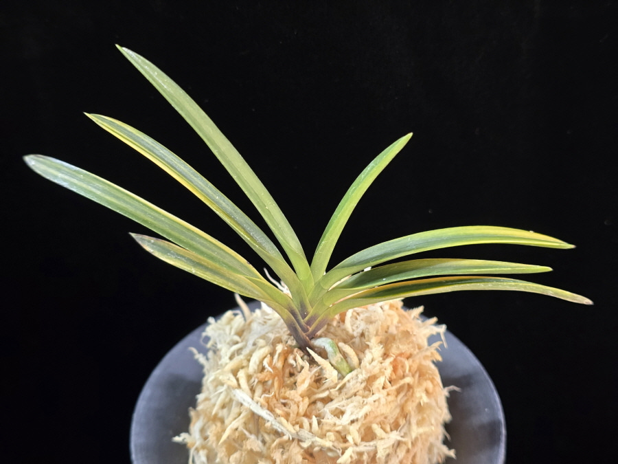 흑모단호 黒牡丹縞 Kokubotan Shima 흑모단호 黒牡丹縞 Kokubotan Shima