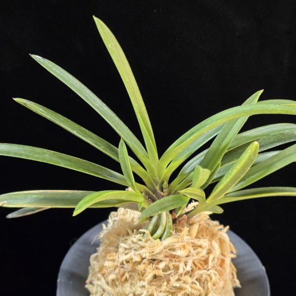 흑모단호 黒牡丹縞 Kokubotan Shima