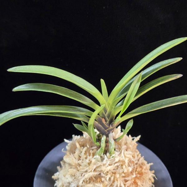 흑모단 黒牡丹 Kokubotan