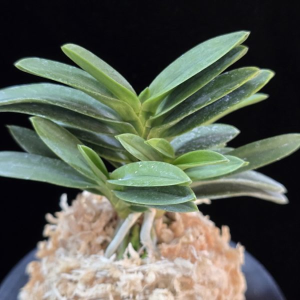 두환 兜丸 Kabutomaru