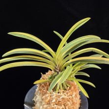 금광금 金広錦 Kinkou Nishiki