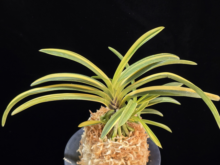 금광금 金広錦 Kinkou Nishiki 금광금 金広錦 Kinkou Nishiki