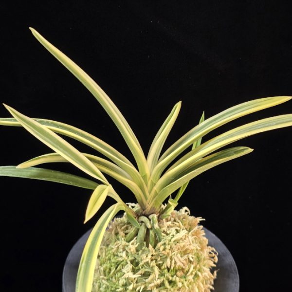 유리 琉璃 Yuri (Amami Kanpaku)