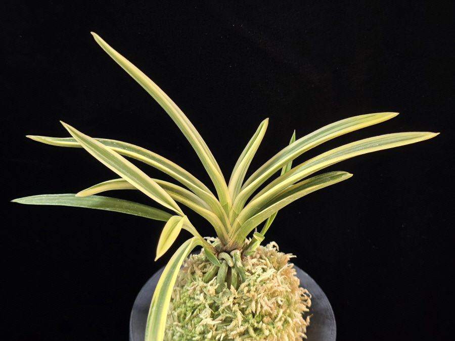 유리 琉璃 Yuri (Amami Kanpaku) 유리 琉璃 Yuri (Amami Kanpaku)