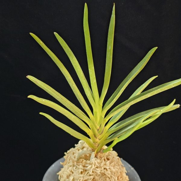 천심 天心 Tenshin