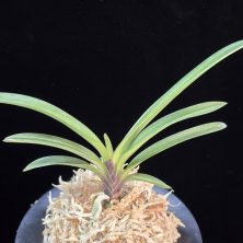 백록 白鹿 Baekrok(Momoyama Nishiki)