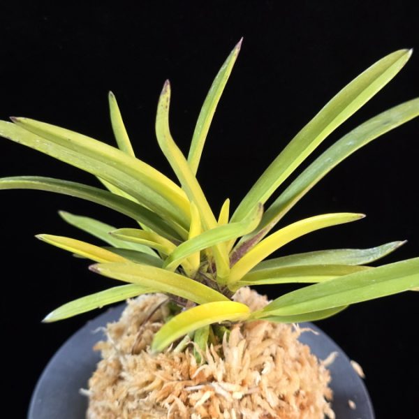 화의 花衣 Hanagoromo