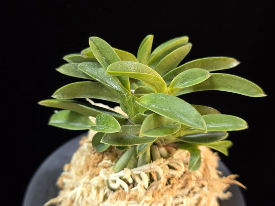 오동 烏童 Odong (Eboshimaru Short Leaves ) 오동 烏童 Odong (Eboshimaru Short Leaves )