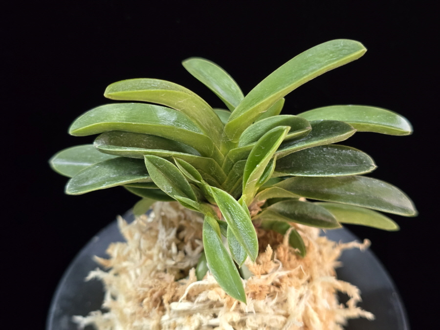 오동 烏童 Odong (Eboshimaru Short Leaves ) 오동 烏童 Odong (Eboshimaru Short Leaves )