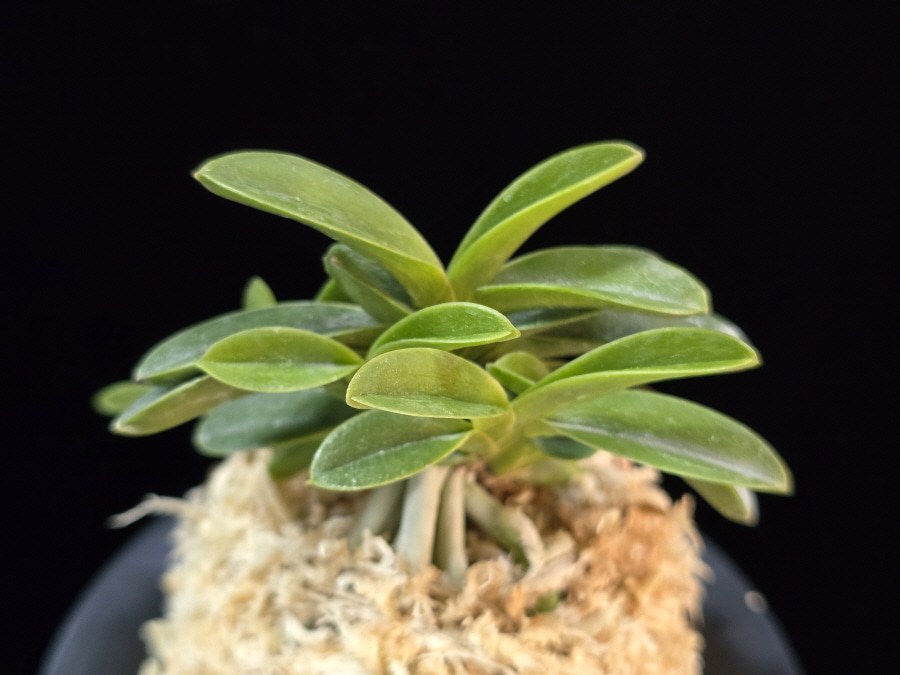 오동 烏童 Odong (Eboshimaru Short Leaves ) 오동 烏童 Odong (Eboshimaru Short Leaves )