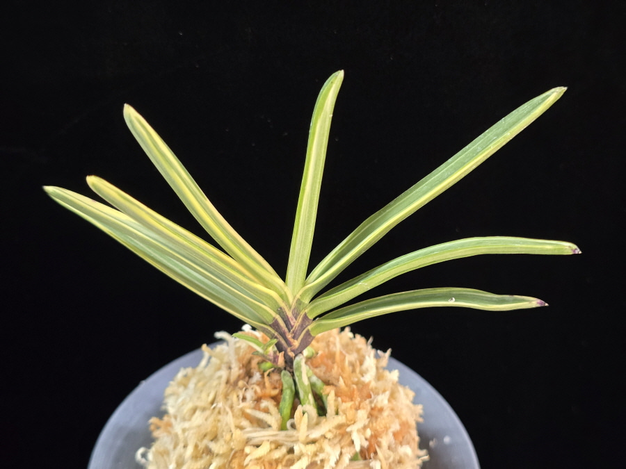 은세계 銀世界 Ginsekai 은세계 銀世界 Ginsekai