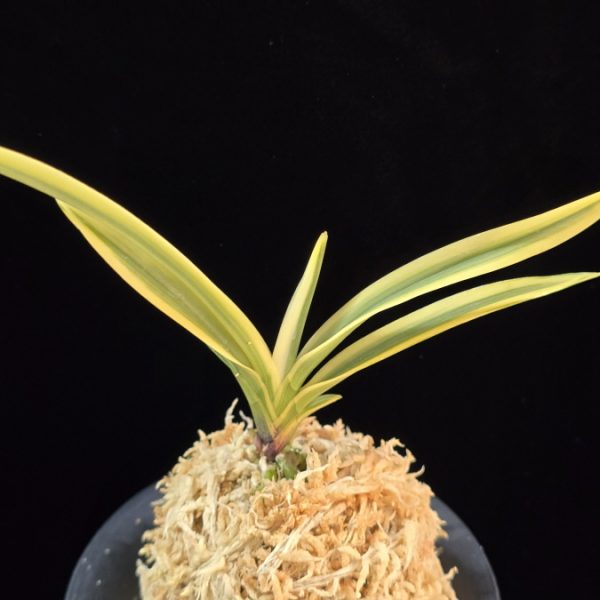 관악 冠岳  Gwanak