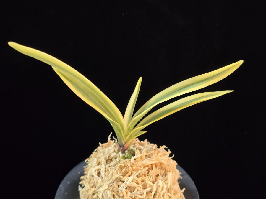 관악 冠岳 Gwanak 관악 冠岳 Gwanak