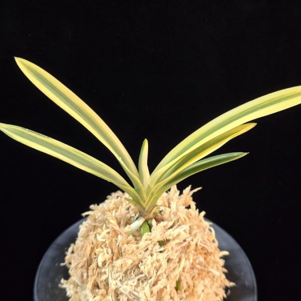 관악 冠岳  Gwanak