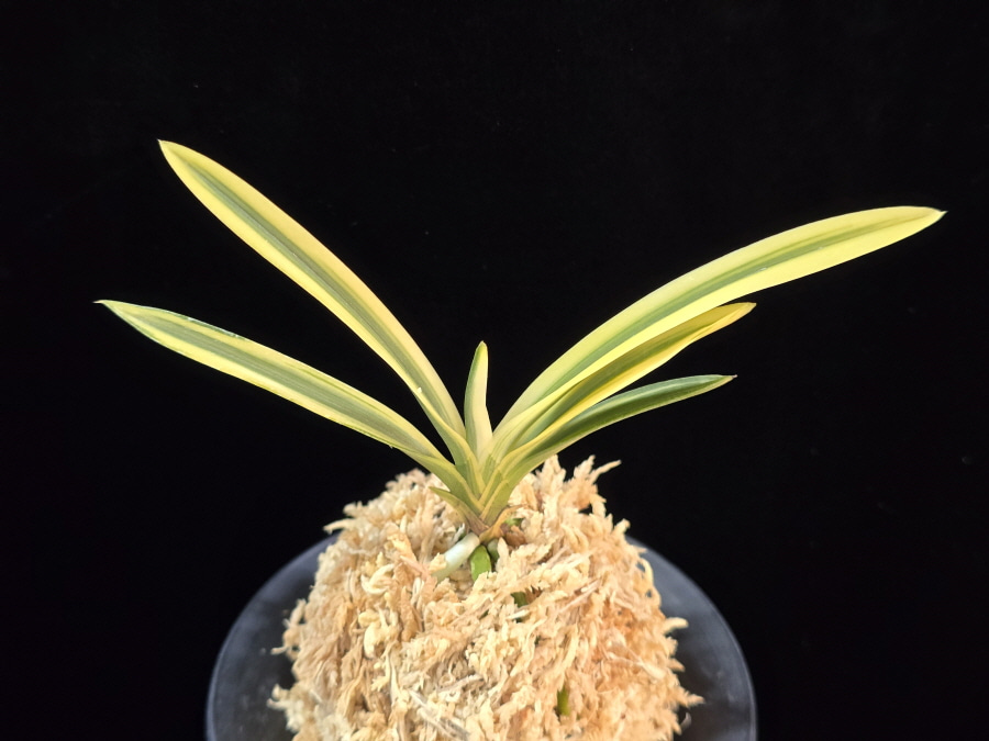 관악 冠岳 Gwanak 관악 冠岳 Gwanak