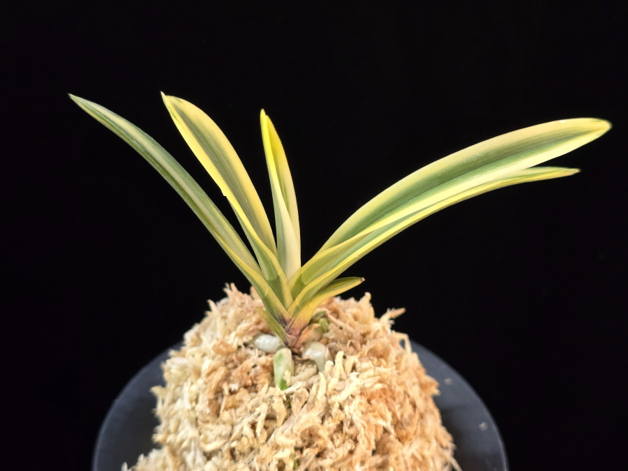 관악 冠岳 Gwanak 관악 冠岳 Gwanak