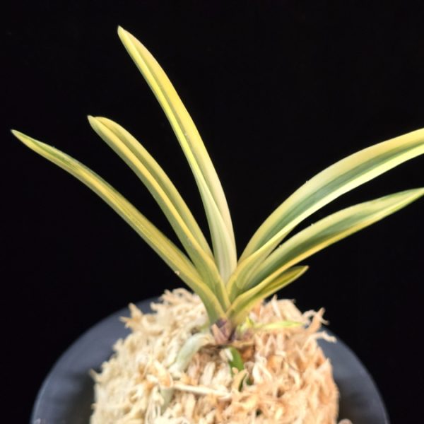 관악 冠岳  Gwanak