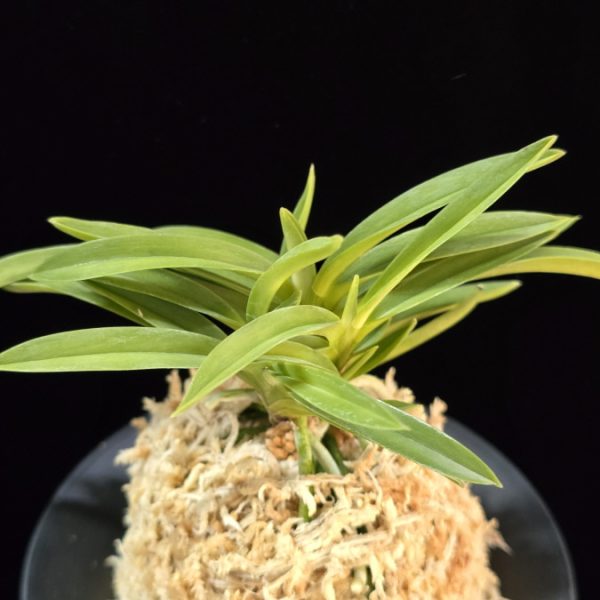 풍명전 豊明殿 Homeiden