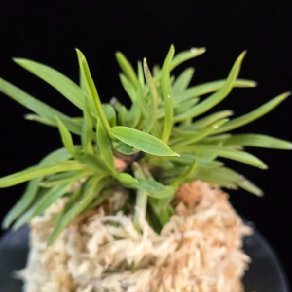 용사자 龍獅子 Yongsaja (Ryujishi)