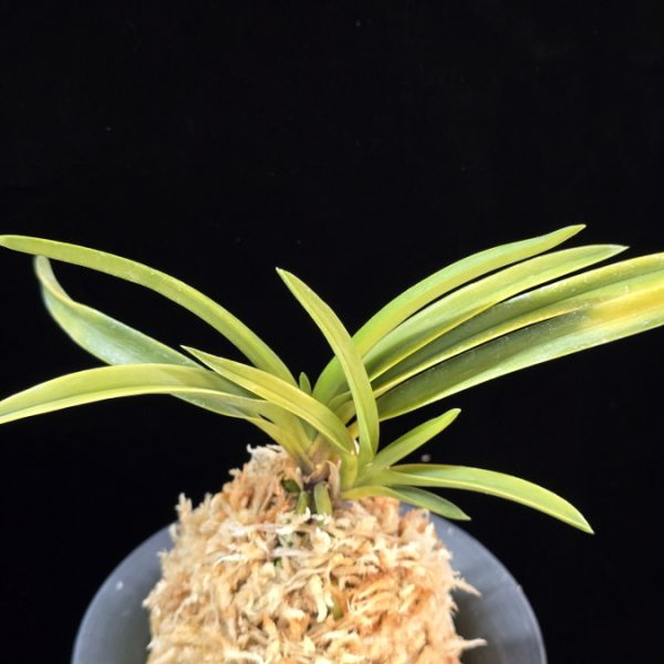 옹 翁 Okina (Ruby root)