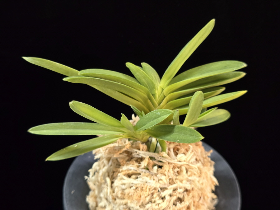 공작환 孔雀丸 Kujakumaru 공작환 孔雀丸 Kujakumaru